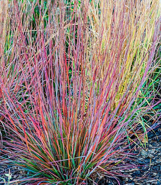 Andropogon scoparius 'Standing Ovation'